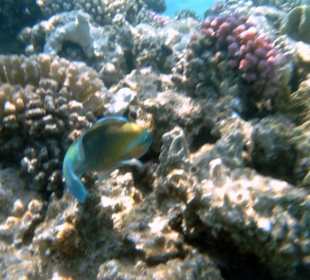 Unterwasserwelt des Riffs