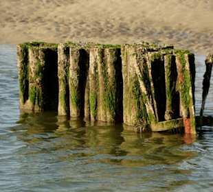 Zahn der Zeit und des Meeres