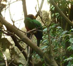 Senegal Turaco