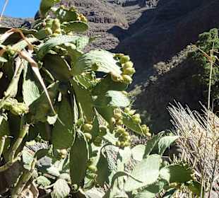 Kaktusfeige hat sehr feine Stacheln