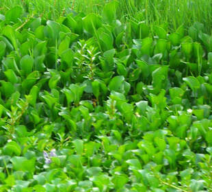 Vegetazione sul lago