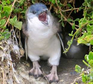 Westküste bei The Nobbies - Pinguinhöhlen