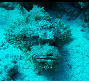 Schnorcheln Marsa Alam