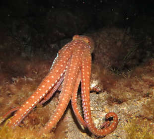 Foto-Tauchen auf Teneriffa mit Martin Majewski