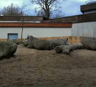 Zoo Münster - Die Tiere