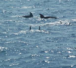 Schwimmen mit Delfinen