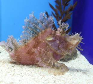 Ein Fisch- keine Koralle