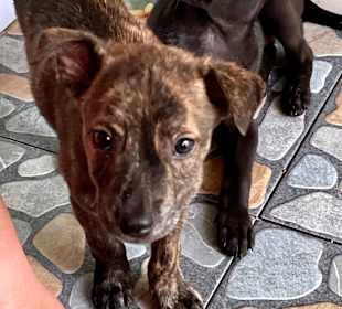 Dog and Cat Rescue Samui Foundation