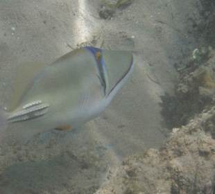 Arabischer Picassodrücker