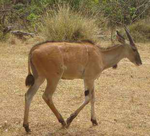 Elenantilop Royal Mara Camp