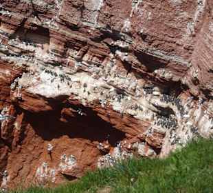 Brutkolonien in den Lummenfelsen