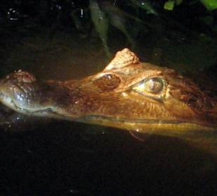 Nacht Tour Kroko Jagt...