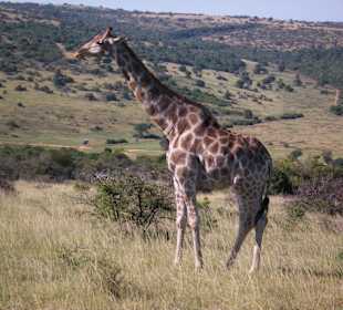 Giraffe in Pose Big 3