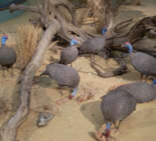 Zoologisches Forschungsmuseum Alexander Koenig