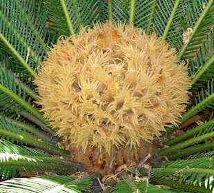 Loro Park - Pflanzen