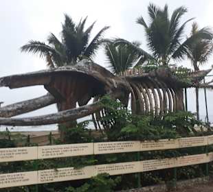 Rundgang Puerto Lopez