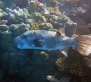 Hoteleigenes Hausriff