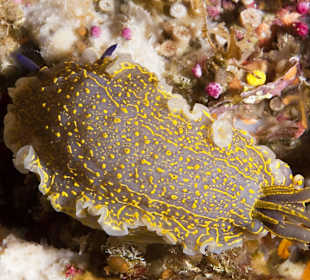 Hypselodoris picta