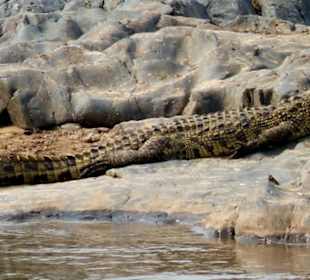 Nile crocodile in Serengeti Park