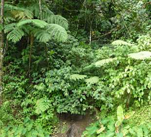 Farne an der Jurassic Park Strecke
