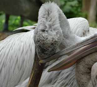 Rundgang im Tierpark