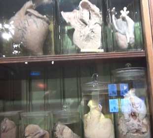 Anatomie im Glas