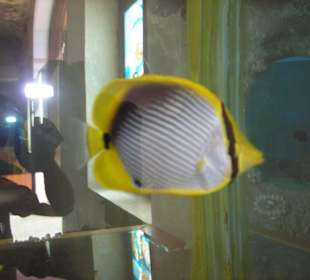 Fisch