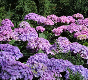 Hortensienblüte im Park der Gärten