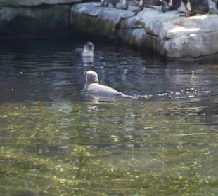 Tierpark Hagenbeck
