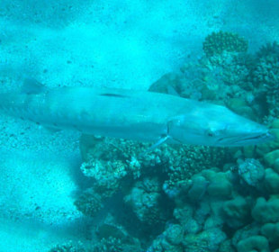 Hans der "Hausbarrakuda"