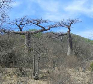 Baobab-Bäume
