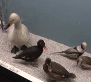 Museum für Naturkunde