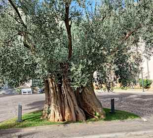 Strandpromenade S'Illiot / S'Illot