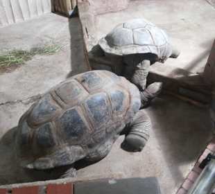 Riesen Schildkrötten