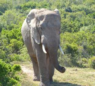 Unsere 1. Elefantensichtung