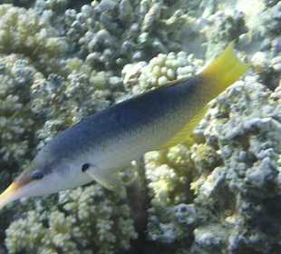 Schnorcheln Marsa Alam