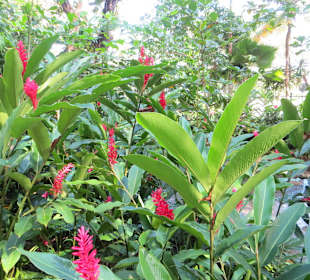 Mystic Mountain Botanischer Garten