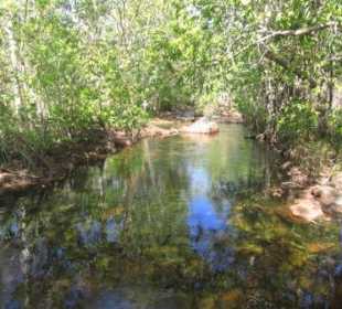 Shady Creek Walk zu den Florence Falls