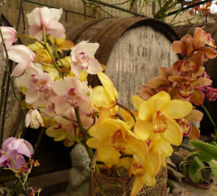 Orchideenblüten aber nichts Besonderes