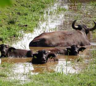 Büffel im Park Links der Weser