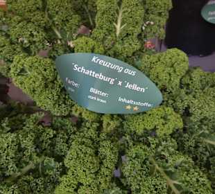 Kreuzungsergebnisse bei "Hallo Grünkohl"