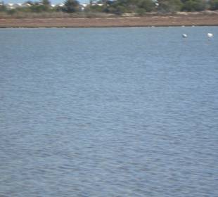 Flamingos überwintern auf der Insel Djerba