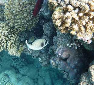 Kugelfisch am Riff