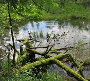 Ursprüngliche Moorlandschaft
