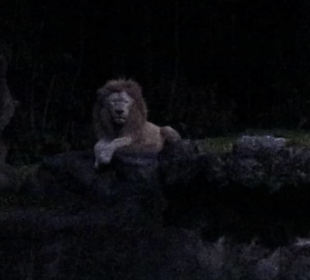 Weißer Löwe bei der Night Safari