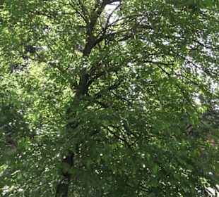 Botanischer Garten der Universität Zürich