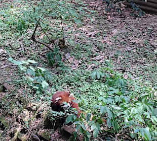 Red panda