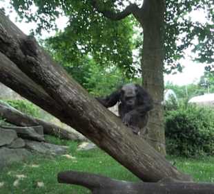 Tierpark Hellabrunn - Welt der Affen