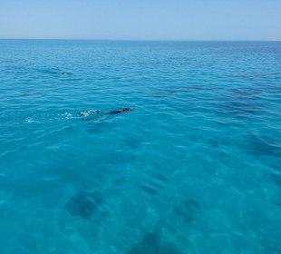 Delfine beim Mittagessen neben unserem Boot