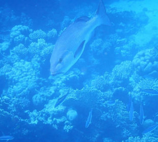 Meeresbewohner vom Riff Hotel Iberotel Coraya Beach